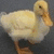 A yellow duckling with an orange beak and feet stands against a gray background, its head turning from left to right across frames.