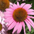 Pixelated close-up of a pink flower with brown center and green foliage, showing visible pixelation and color blending typical of low-resolution digital art.