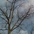 Pixelated image of a bare tree against a cloudy sky with bold text stating 'I HATE TREES.' on the right side.