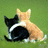 Two dogs sit on grass with one dog's head turned toward the other, text reads 'Best friends forever' in four colored sections.