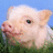 Pixelated image of a pig with a smug expression on a grassy background, paired with cyan text on pink and gray