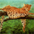 Animals icons for AIM, MSN, MySpace and Yahoo