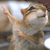 Pixelated cartoon cat with light brown fur, dark brown patches, and a white chest, standing upright with arms raised in a celebratory pose against a blurred background.