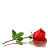 Two identical pixelated red roses with green leaves and stems appear side-by-side on a white background, each with a reflection below.