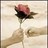 A pixelated static image of a flower with a pinkish-red bloom and dark center, set against a light beige background with subtle horizontal lines.