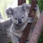 A koala clings to a tree branch with its eyes closed, then opens them while shifting its head slightly left to right.