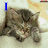 Animated sequence showing a gray tabby cat lying down, two white cats with pink heart above them, and a white cat next to ducklings with green text.