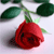 A static pixelated image of a red rose with green leaves and stem against a light background.