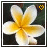 A flower with yellow and white petals appears in a square frame, accompanied by an animated heart symbol that changes from solid to outlined.