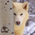 A static image of a light-colored dog with upright ears and dark eyes, positioned next to bold black text reading "TEAM SETH" on a textured background.