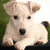 Pixelated dog image with text "Love Dogs!" on a blue background, featuring a white dog and a vertical black bar.