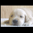 A static image of a light-colored dog with its head resting on a surface, positioned next to pixelated text variations.