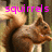 A squirrel with brown fur and a bushy tail appears in a of four with pink text overlays