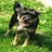 Pixelated static image of a dog standing on grass with blurred green background, rendered in low-resolution 256x256 pixels.