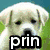 Four dog images arranged in a with text overlays: top-left white puppy, top-right golden retriever, bottom-left brown-and-white dog, and bottom-right empty gray space