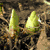 A four- shows a flower's growth stages and text: two green buds, a seed pod, an orange lily, and 'Tiger Lilly Equestrian' in white block letters on dark brown