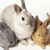 Pixelated image of two animals, one light-colored with dark patches and another brown, positioned side-by-side against a white background.