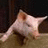 A pixelated piglet lies on a brown surface with dark background, accompanied by pink text reading "I Love Piggies!" and "Oink Oink!" in the corners.