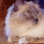 Pixelated image of a fluffy light-colored cat on a brown background with text overlays.