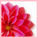 A split- image shows a red flower on the left and pink text reading 'SYDNEY' on the right, bordered by light pink