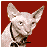 Animated contact sheet of an Austin Powers-themed buddy icon featuring a Sphynx cat and text elements including 'AUSTIN POWERS IN', 'GOLDMEMBER', and 'JULY 26' in orange and yellow fonts with red background on first frame.