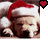 A dog wearing a Santa hat with heart icons above it, displaying text variations below.