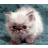 A 4-frame contact sheet of a pixelated cat icon with text stating "My name is Fluffy I am the destroyer Of all worlds" arranged in a 2x2 grid layout.