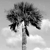 Static grayscale image of a palm tree with a slender trunk and dense fronds against a light background with faint cloud-like shapes.