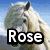 A static image of a white horse with a blue sky background, overlaid with text reading "Rose Loves Horses" in bold black-outlined white letters.
