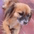 Pixelated image of a light brown dog with dark brown patches on its face and ears, positioned against a soft pink and purple gradient background.