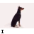 Animated sequence of a Doberman dog sitting against light background with text changes below.