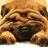 iconhell_enchantingbebee_cutedoggie