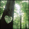 A heart-shaped cutout in a tree trunk reveals a sunlit forest background with green foliage and bright light filtering through.