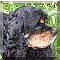 Animated sequence of a dog's face transitioning through multiple expressions against green foliage background.