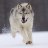 Pixelated image of a light-colored dog standing on snow with dark background, mouth open showing teeth.
