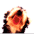 Animals icons for AIM, MSN, MySpace and Yahoo