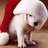 A white dog wearing a red Santa hat stands on a wooden floor with green background text reading "Santa can see you. Even though his hat might be a bit to big."