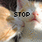 A cat's face with text overlays changing from 'STOP' to 'animal testing'