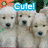 puppy images with changing text labels above each