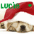 A dog wearing a red and white Santa hat with green text and heart symbols, showing animation changes in text and heart positions.