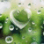 Pixelated green and white image with abstract shapes resembling foliage and circular patterns against a light background.