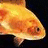 Pixelated goldfish head on dark background with orange containing green text 'Sammi' in pixel font
