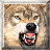 Animated wolf icon showing three distinct poses: a close-up snarl, two wolves in profile, and a howling wolf against dark background.