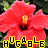 A 4-frame contact sheet of a static animated icon featuring red hibiscus flowers with yellow centers and black stamens, overlaid with pixelated yellow text reading "HUGABLE" in each frame.
