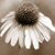 A pixelated flower with white petals and a dark brown center on a light brown background.