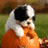 Pixelated dog in orange shirt with text overlays on brown and gray backgrounds.