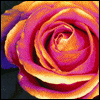 A close-up of a stylized rose with layered petals in warm orange and magenta hues against a dark background.