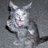 Pixelated gray cat with raised paws and open mouth on gray background, surrounded by orange text phrases on black background.