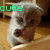 A dog with a heart-shaped nose appears in four with the word 'cutie' in different colors