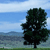 Static pixelated image of a dark green tree with dense foliage against a light blue sky and distant water horizon.